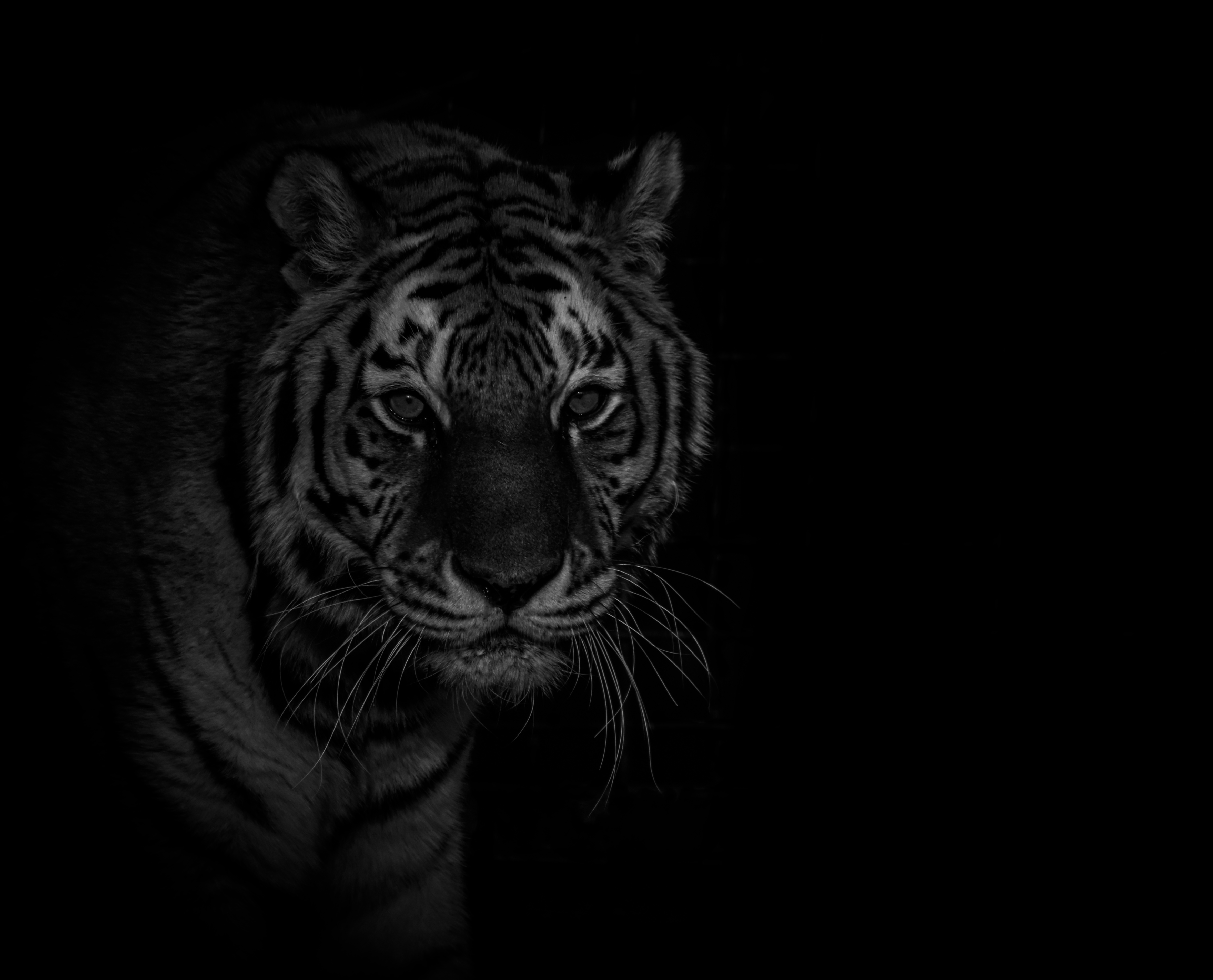 tijger in het zwart wit